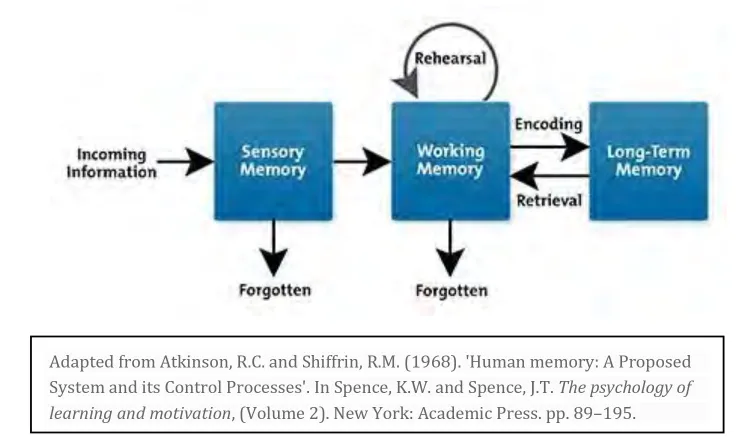 Diagrama de flujo. A la izquierda dice "información de entrada",
luego una flecha a "sensing memory" y de ahí una flecha hacia abajo a
"olvidado", y una a la derechahacia "working memory". De ahí una
flecha hacia abjao hacia "olvidado", una hacia la derecha a "memoria
largo plazo", y una arriba en un circuito cerrado que dice
"repetición". De "memoria largo plazo" también hay una flecha que
vuelve a "working memory" 